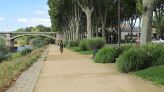 Le champignon Ceratocystis platani, originaire des Etats-Unis, s’attaque aux platanes dans de nombreuses régions françaises. ©Pascal Fayolle